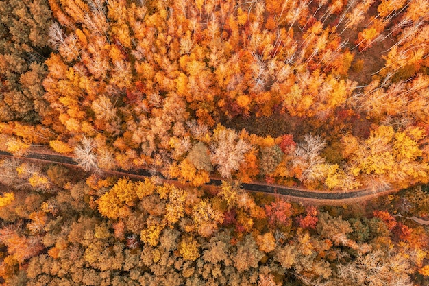 Jesienny las z góry