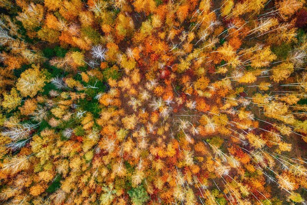 Jesienny las z góry