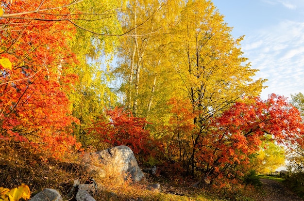 Jesienny las z żółtymi i czerwonymi liśćmi.