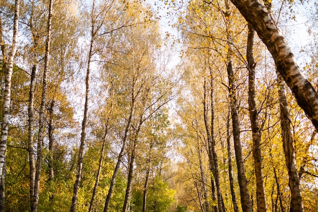 Jesienny las. Żółte liście na koronach drzew. Birch Grove.