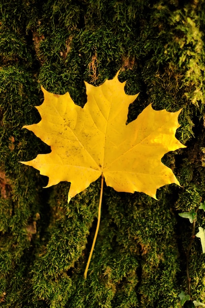 Jesienny liść klonu. Jesieni naturalne tło roślin.