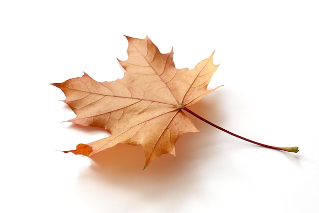 Jesienny liść klonu na białym tle ze ścieżką przycinającą cieni do izolacji bez cieni na białym tle