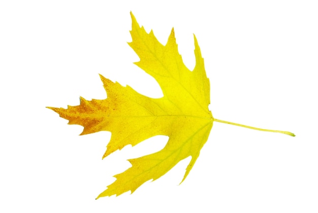 Zdjęcie jesienny liść klonu