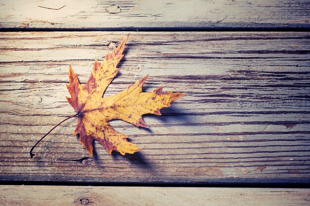 Zdjęcie jesienny liść na drewnie