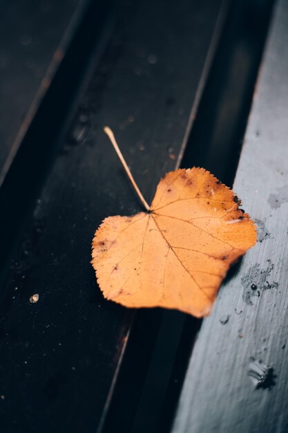 Jesienny liść na ławce Artykuł jesienno-jesienny
