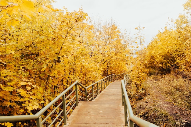 Jesienny most leśny w scenerii jesiennych lasów