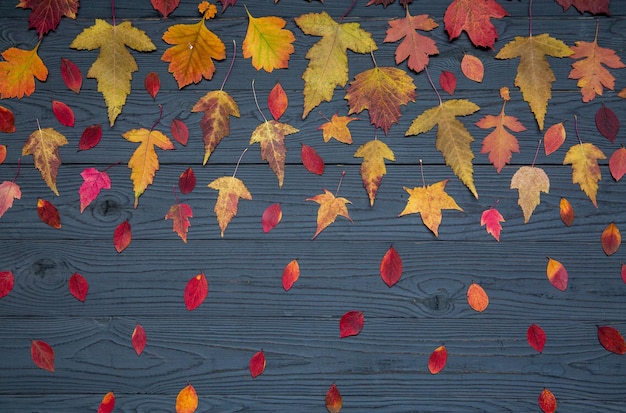 Jesienny nastrój jesienne tło Jasne wielobarwne jesienne liście na ciemnym drewnianym stole Widok z góry z miejscem na kopię