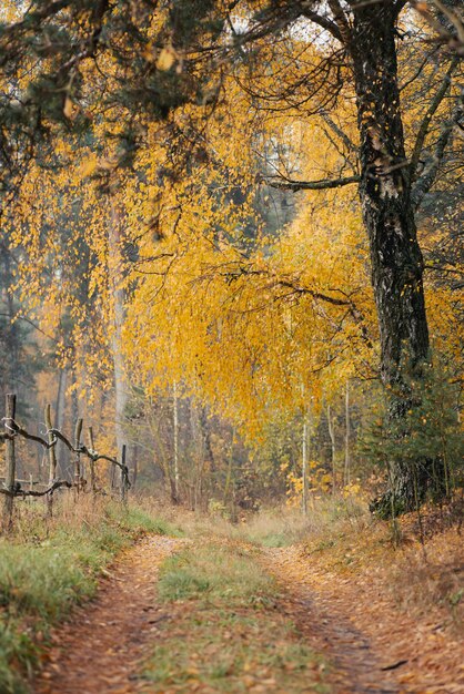 Jesienny nastrój żółte drzewa we wsi Pionowy obraz ścieżki gruntowej otoczonej brzozami, sosnami i starym ogrodzeniem z drewnianych belek