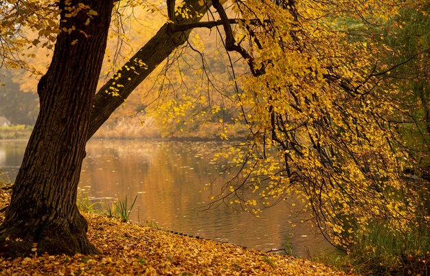 Jesienny obraz Natura Jesienne jezioro z opadłymi liśćmi w pustym parku miejskim
