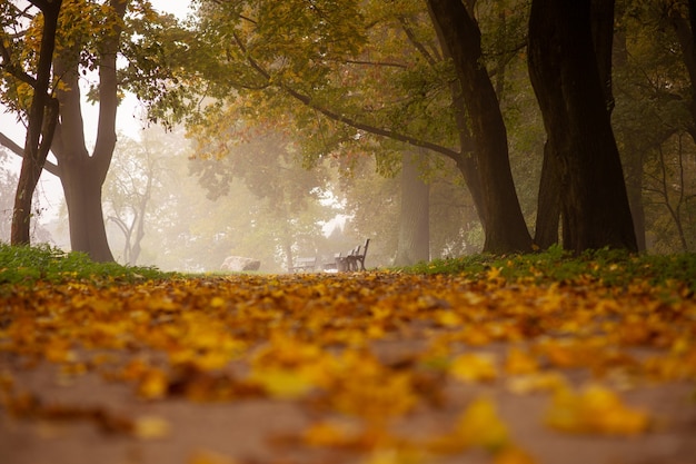 Jesienny obraz. Natura. Tajemnicza jesienna ścieżka z opadłymi liśćmi w porannej mgle. Park Miejski.