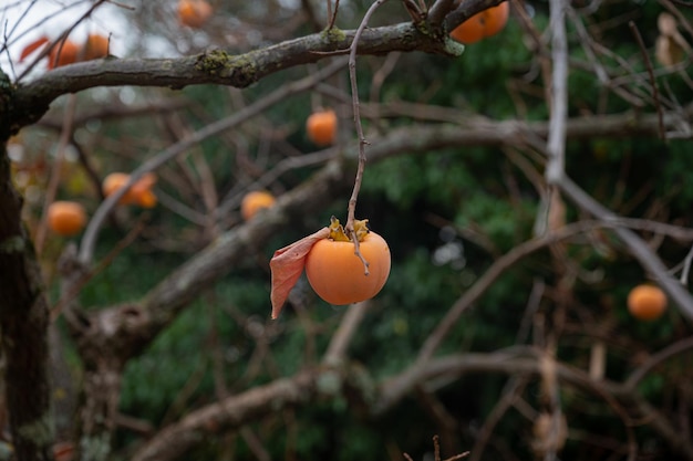 Jesienny owoc persimmon rosnący na drzewie