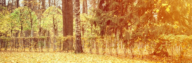 Jesienny Park Miejski Lub Las, Jesienne Drzewa I Opadłe żółte Pomarańczowe Liście Na Ziemi. Transparent. Migotać