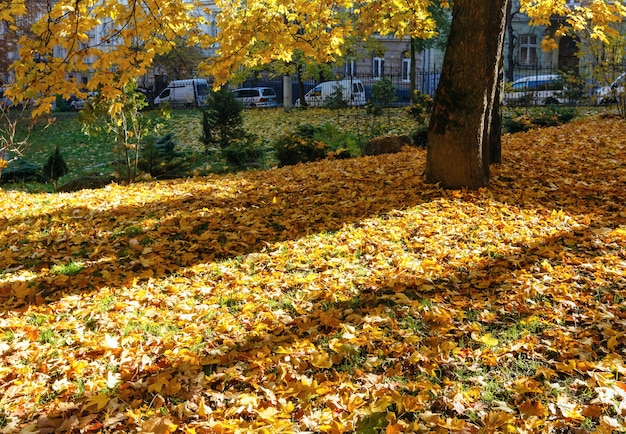 Jesienny Park Miejski Z żółtymi Liśćmi Pod Drzewami.