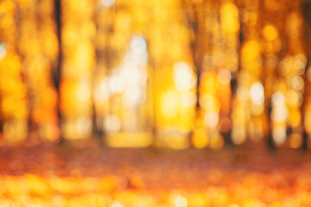 Zdjęcie jesienny park rozmazane tło żółtych liści selektywna fokus natura