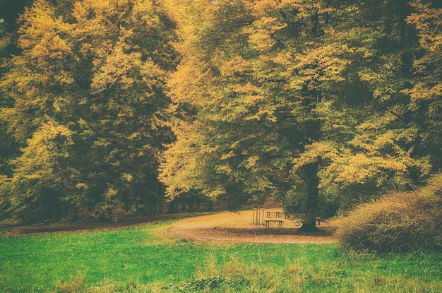 Jesienny park z drzewami pomarańczowymi i łąką naturalne sezonowe tło hipster