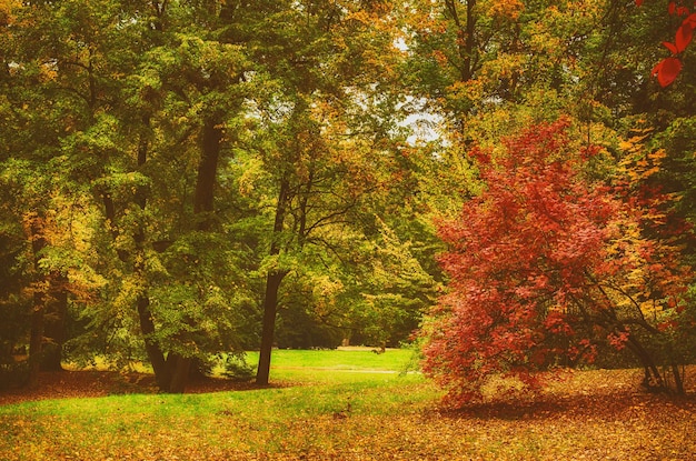 Jesienny park z jesiennymi drzewami i łąką, naturalne sezonowe tło hipster