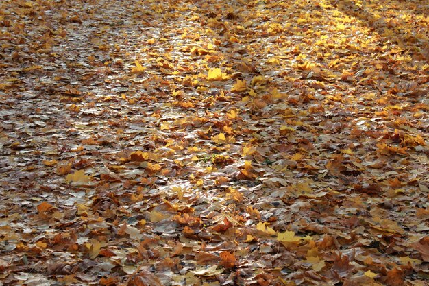 Jesienny park z pięknymi i żółtymi liśćmi