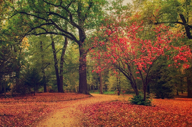 Jesienny park z pomarańczowymi czerwonymi drzewami i ścieżką, naturalne sezonowe tło hipster