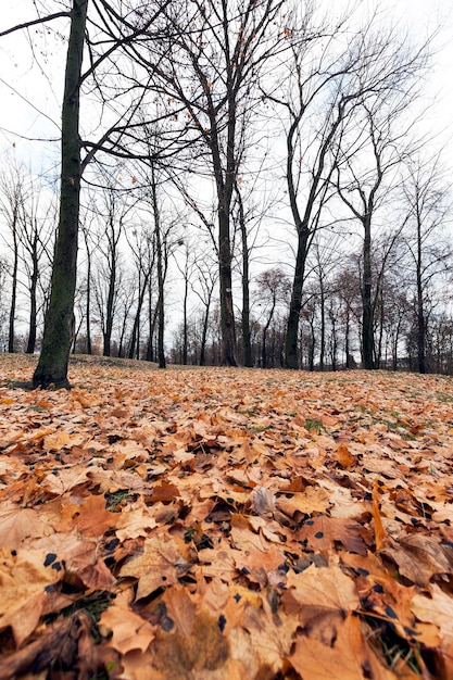 Jesienny Park zachmurzenie