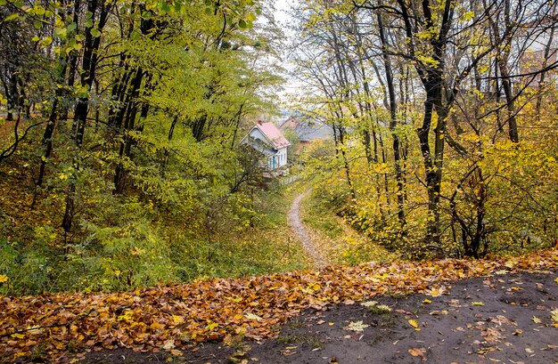 Jesienny Park Ze ścieżką Do Domów. Jesienne Liście Spadające Z Drzew W Parku Przy Drodze