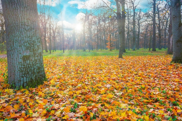 Jesienny parkowy las i jesienne drzewo