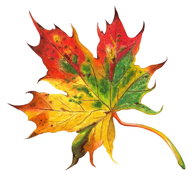 Jesienny piękny wielobarwny liść klonu Czerwony pomarańczowy żółty zielony i brązowy na nim Odosobniony