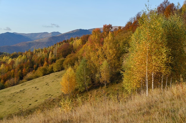 Jesienny poranek Karpaty spokojna malownicza scena Ukraina Scena pokojowego podróżowania sezonowa przyroda i piękna krajobrazu wsi