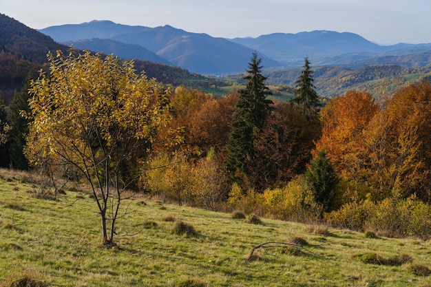 Jesienny poranek Karpaty spokojna malownicza scena Ukraina Scena pokojowego podróżowania sezonowa przyroda i piękna krajobrazu wsi