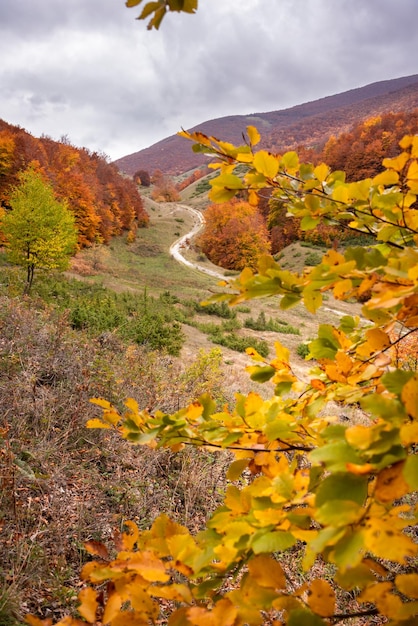 Jesienny sezonowy krajobraz z kolorowymi drzewami i mgłą