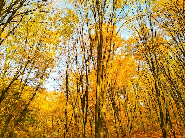 Jesienny słoneczny krajobraz. Piękne jesienne drzewa pozostawiają w parku.
