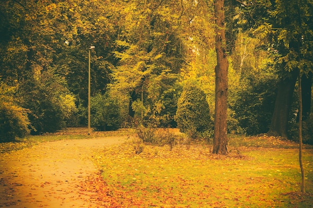 Jesienny słoneczny park z drzewami pomarańczowymi i pustą aleją naturalnego sezonowego tła vntage