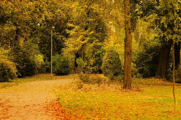 Jesienny Słoneczny Park Z Drzewami Pomarańczowymi I Pustą Alejką, Naturalne Sezonowe Tło