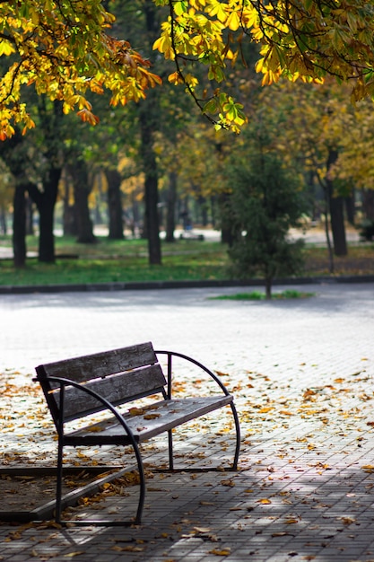 Jesienny spacer. Ławka w parku jesienią na tle żółtych drzew