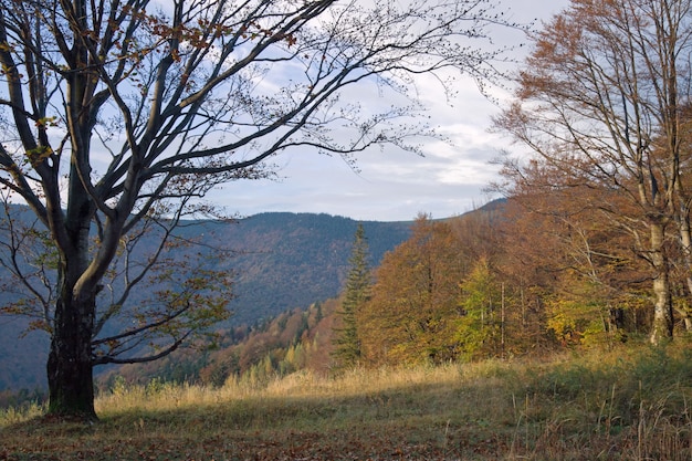 Jesienny widok na góry z wielkim nagim drzewem z przodu