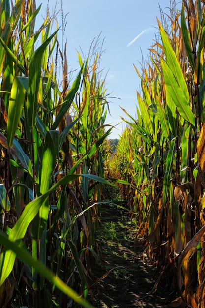 Jesienny więdnący niwa z kukurydzą na kolbie