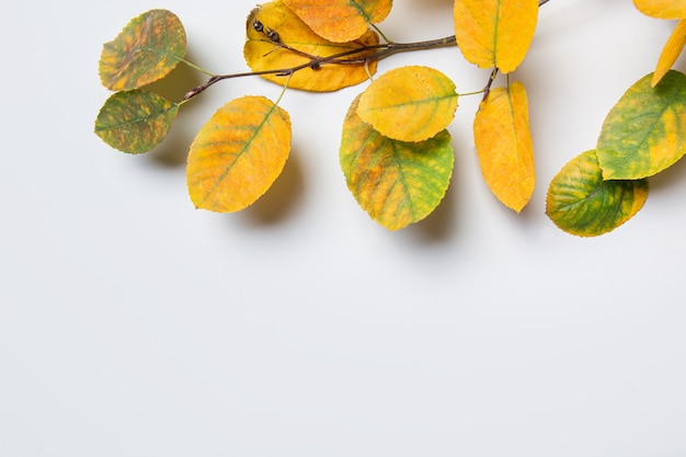 Jesienny wzór kolorowych opadłych liści na szarym tle z miejscem na kopię