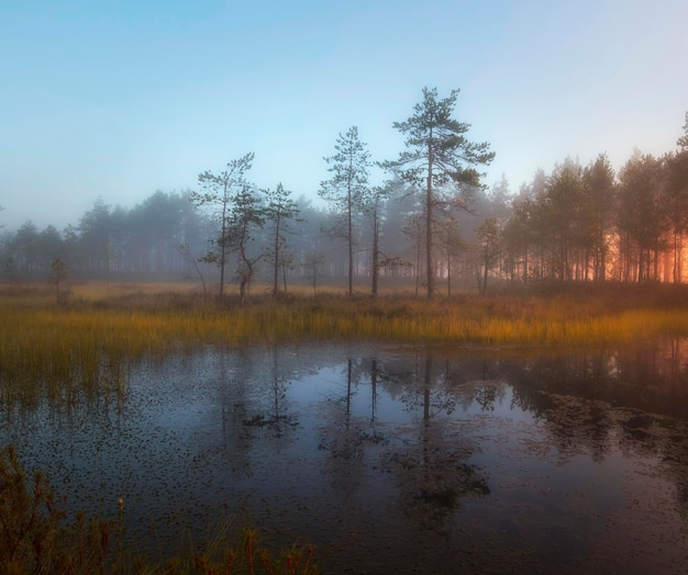 Jesienny zachód słońca na bagnach. Naturalny krajobraz Parku Narodowego Bagna Ozernoye z mgłą, pożółkłą trawą i małymi sosnami.