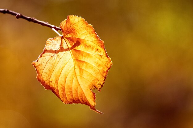 Zdjęcie jesienny złoty liść oświetlony światłem słonecznym na ciepłym brązowym tle