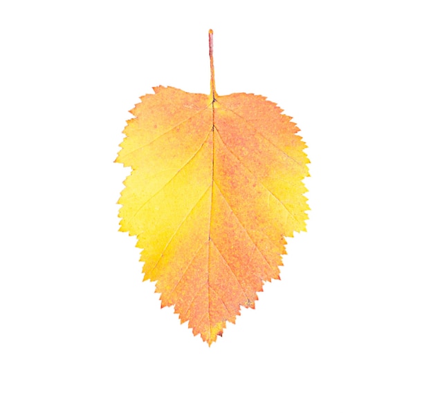 Jesienny żółty liść brzozy na białym tle