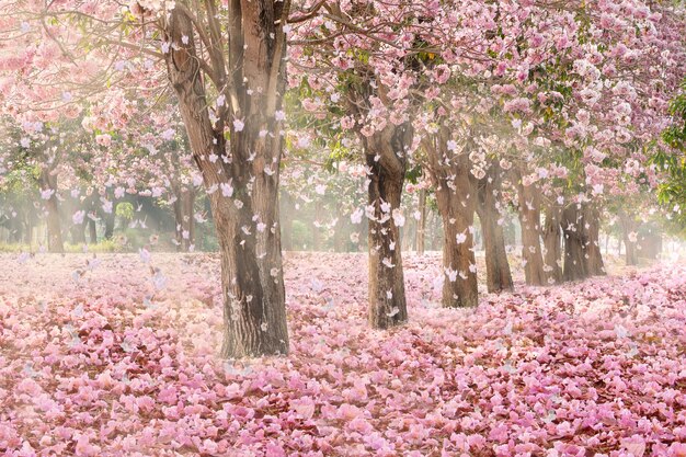 Jesieńska ulica dla pieszych Sakura Tree Scenery