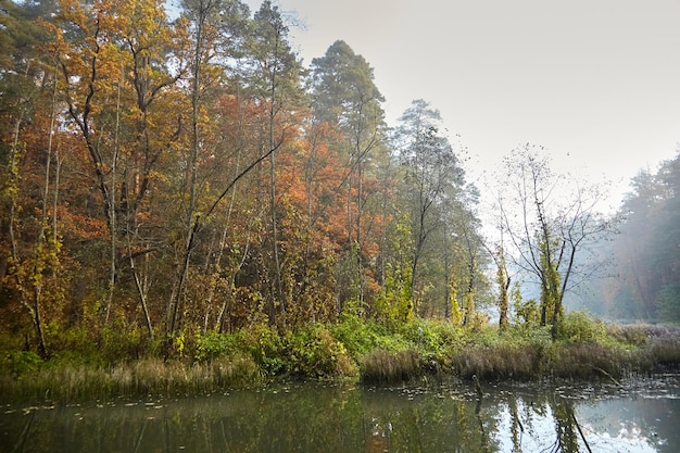 Jesieński krajobraz Poranny mglisty las z żółtym liściem Spokojna rzeka bagna Natura na Białorusi