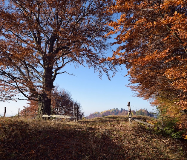 Jesieński krajobraz z leśną drogą i drewnianą bramą