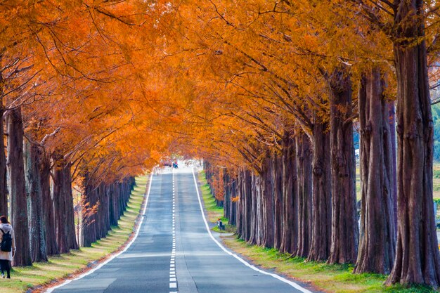 Zdjęcie jesieńskie liście drzew metasequoia w prefekturze shiga