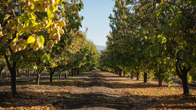 Zdjęcie jesieńskie zbiory walnut grove