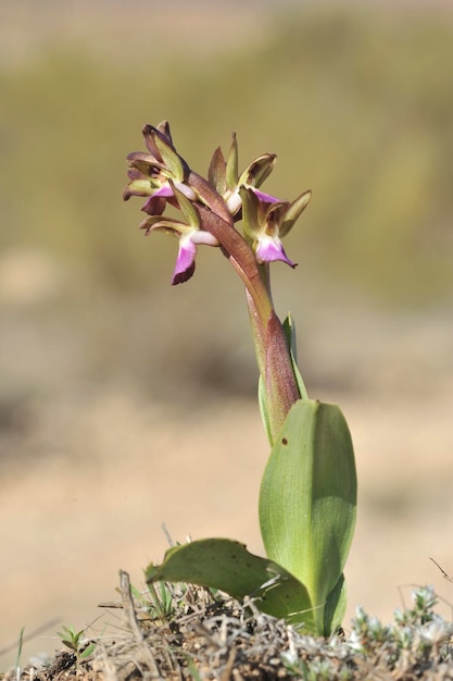 Jest to gatunek lądowy z rodziny storczyków orchis collina