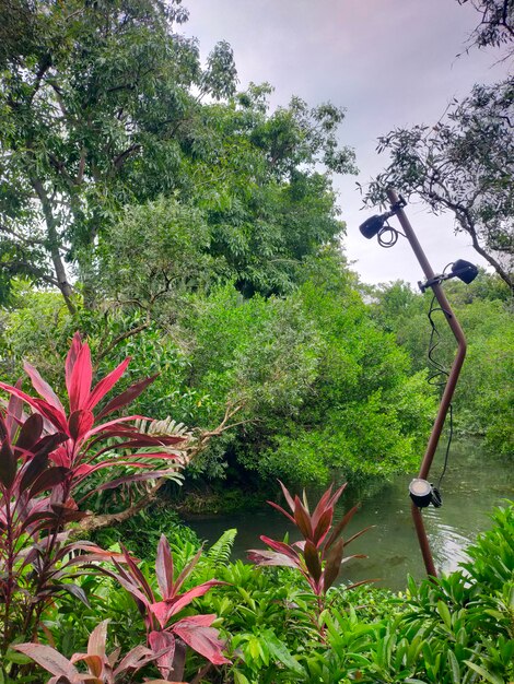 Zdjęcie jewel garden w singapurze na lotnisku changi