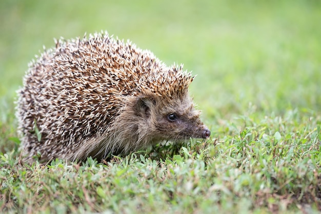 Jeż (nazwa Naukowa: Erinaceus Europaeus) Dziki, Rodzimy Jeż Europejski W Naturalnym środowisku Ogrodowym Z Zieloną Trawą I żółtym Jaskierem.