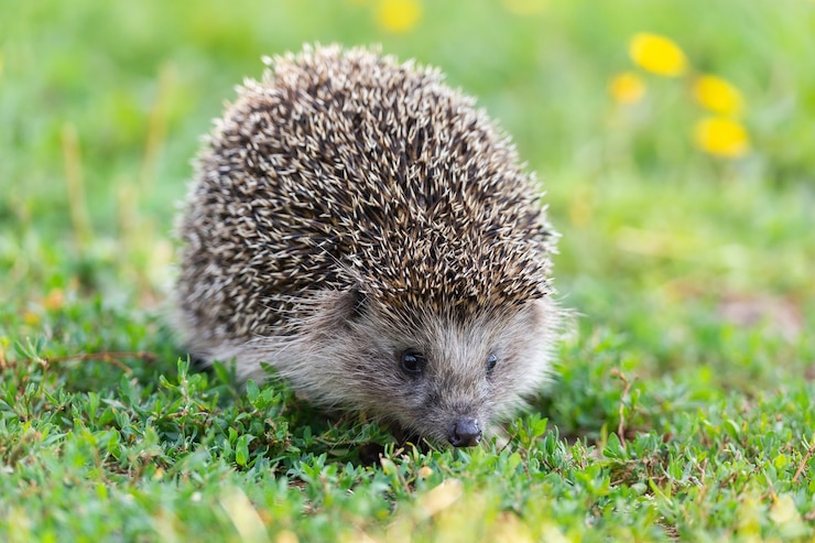 Zdjęcie jeż (nazwa naukowa: erinaceus europaeus) z bliska dzikiego, rodzimego, europejskiego jeża, skierowanego w prawo w naturalnym środowisku ogrodowym na zielonym trawniku. poziomy. miejsce na kopię.