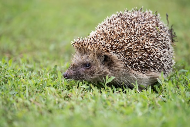 Jeż (nazwa naukowa: Erinaceus Europaeus) zbliżenie dzikiego, rodzimego jeża europejskiego, zwróconego w prawo w naturalnym środowisku ogrodowym na trawniku z zieloną trawą. Poziomy. .