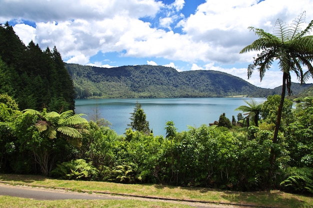 Jeziora W Lesie, Rotorua, Nowa Zelandia